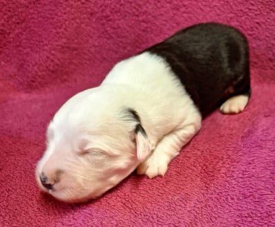 Les chiots de Bobtail