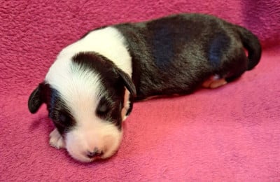 Les chiots de Bobtail