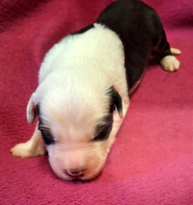 Les chiots de Bobtail