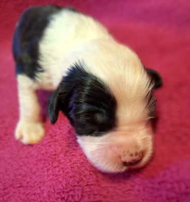 Les chiots de Bobtail