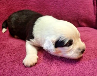 Les chiots de Bobtail