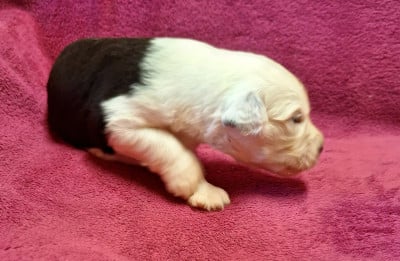 Les chiots de Bobtail
