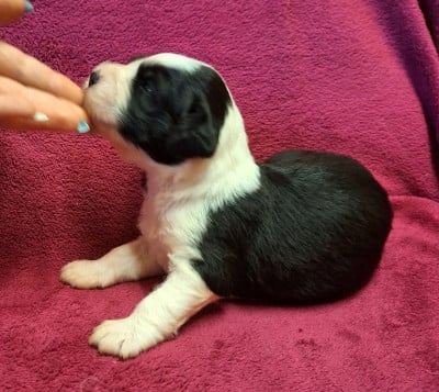 Les chiots de Bobtail