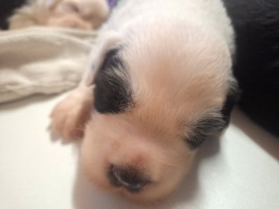 Les chiots de Bobtail