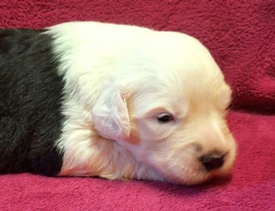 Les chiots de Bobtail