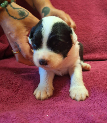 Les chiots de Bobtail