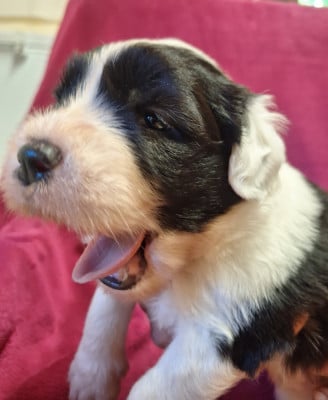 Les chiots de Bobtail