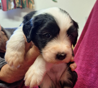 Les chiots de Bobtail