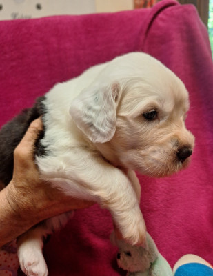 Les chiots de Bobtail