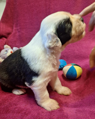 Les chiots de Bobtail