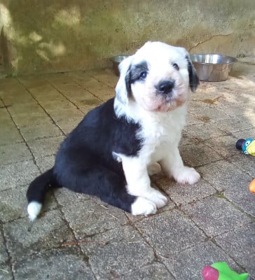 Les chiots de Bobtail