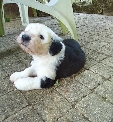Les chiots de Bobtail
