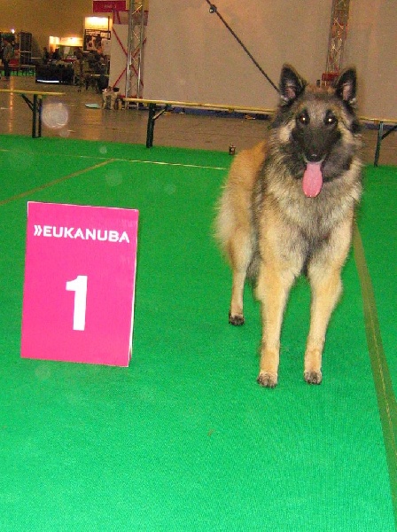 CH. Melissane Du Puy Des Louves - 1ère Excellente - Classe Ouverte - CAC - CACIB - BOS