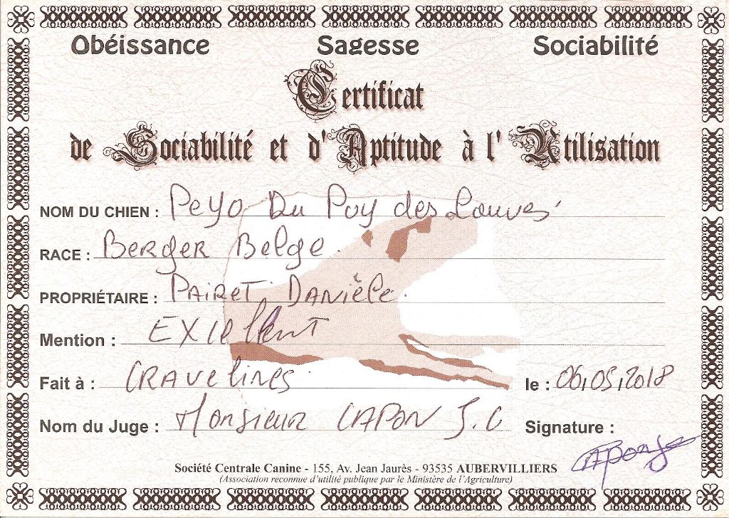 Peyo Du Puy Des Louves - CSAU Excellent réussi