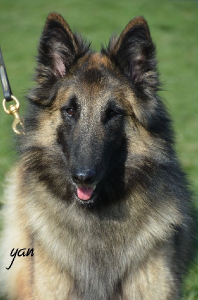 CH. Melissane Du Puy Des Louves - 3ème Excellent - classe Elevage