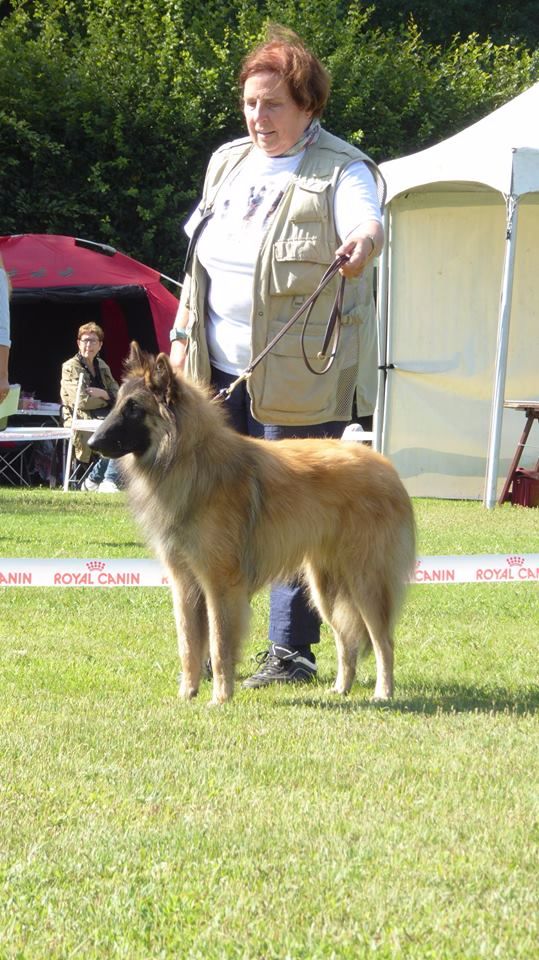 Peyo Du Puy Des Louves - 3ème Très Bon - classe Junior 9/12