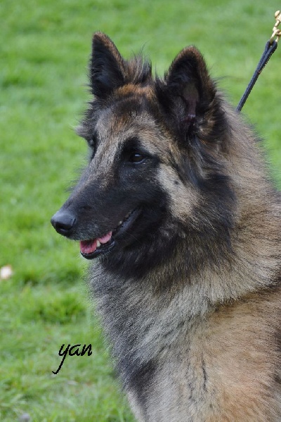 CH. Melissane Du Puy Des Louves - 1ère Excellent - Classe Elevage