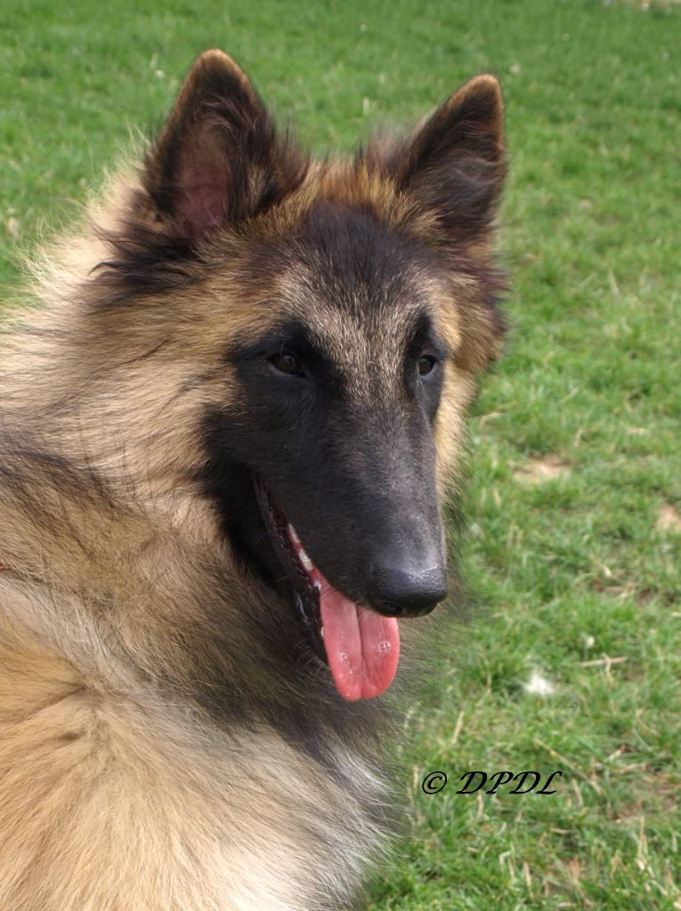 Peyo Du Puy Des Louves - 1er Excellent - Classe Jeune - Meilleur Jeune