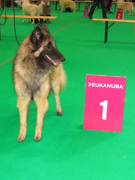 CH. Melissane Du Puy Des Louves - 1ère Excellente - Classe Ouverte - CAC - CACIB - BOS