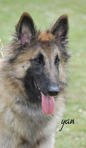 CH. Melissane Du Puy Des Louves - 2e Excellent - classe Jeune