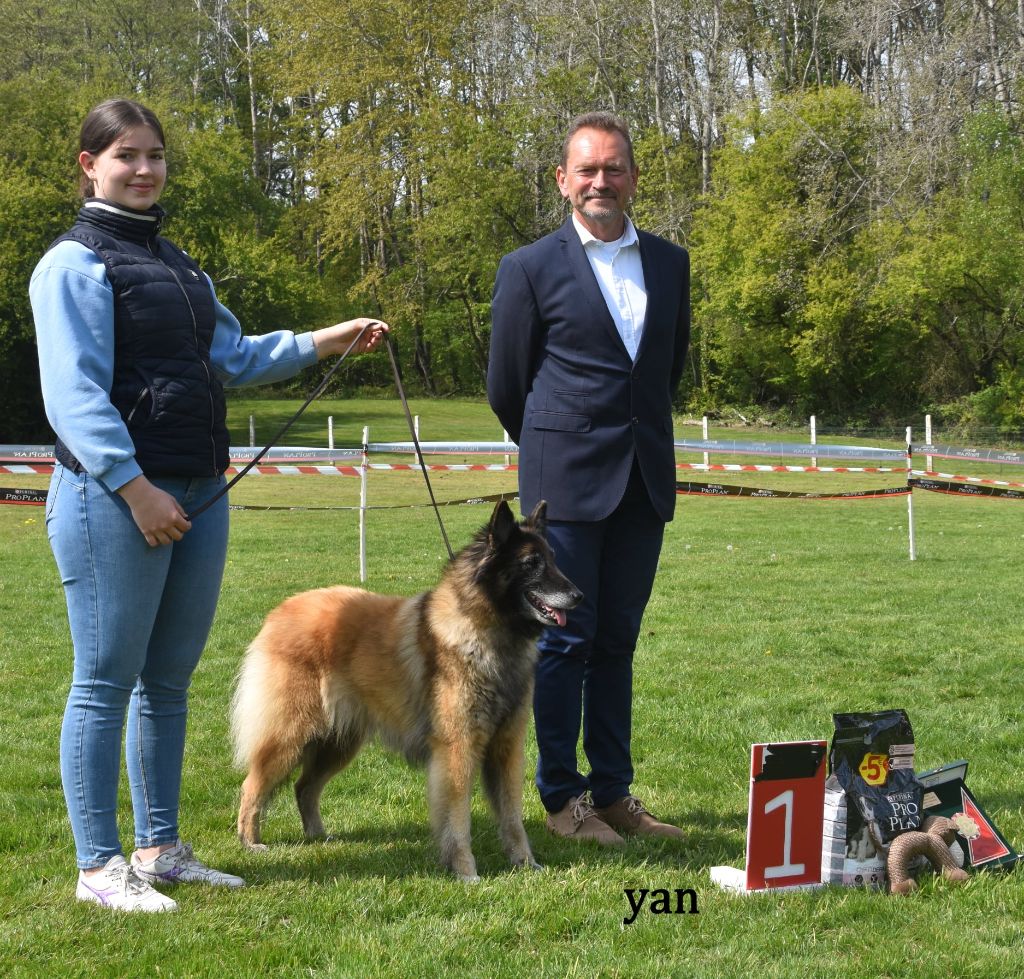 CH. Melissane Du Puy Des Louves - 1ère Exc. classe Vétéran BOB et Best in Show