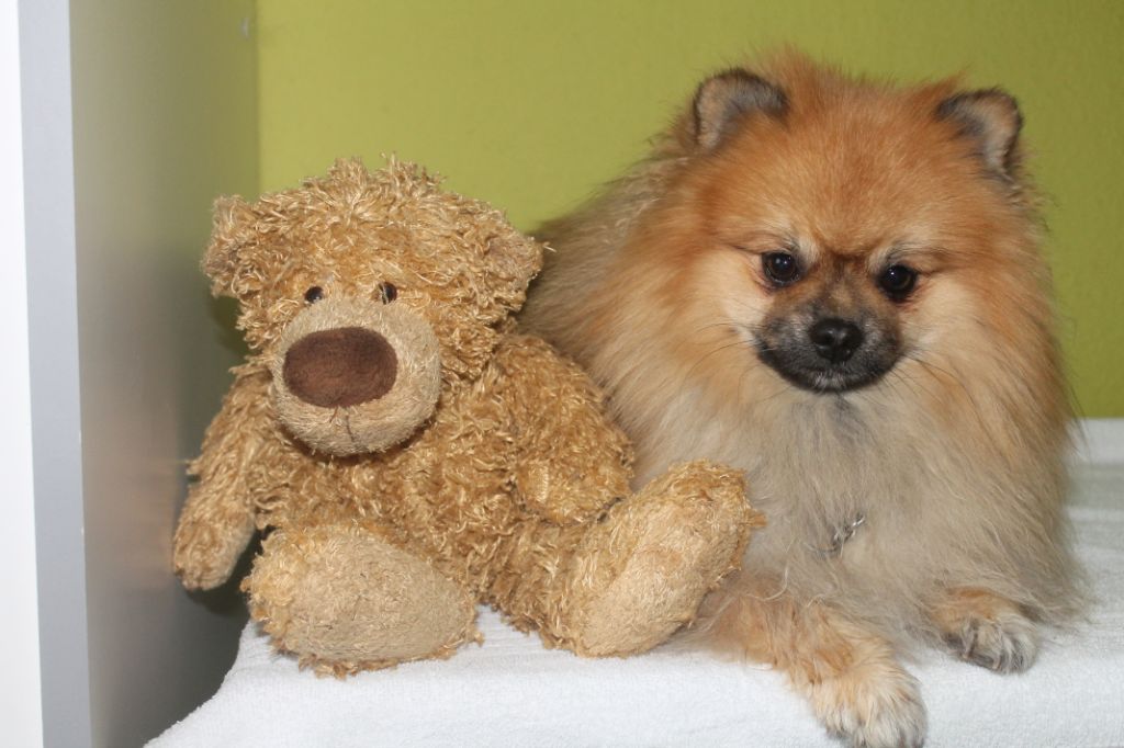 Publication : De La Noblesse D'alsace