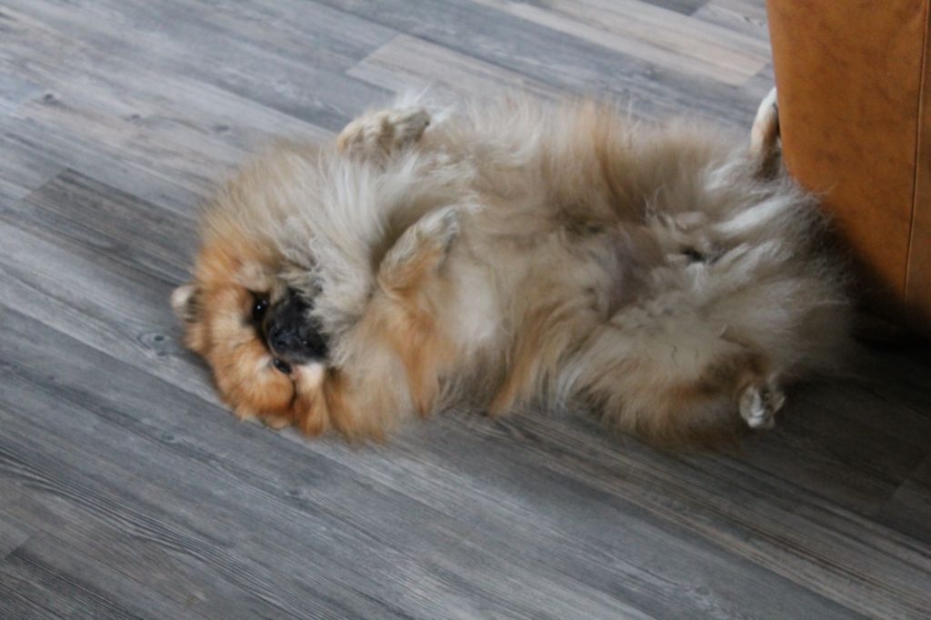 Publication : De La Noblesse D'alsace