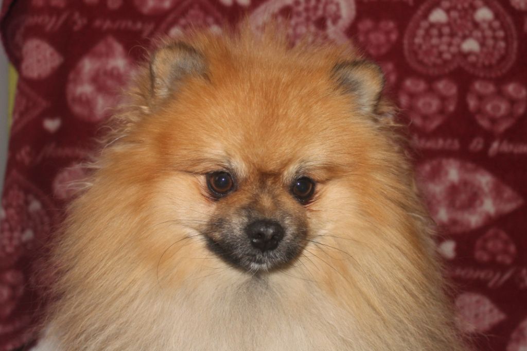 Publication : De La Noblesse D'alsace