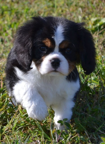 L'air du temps Des Merveilles De Caluna