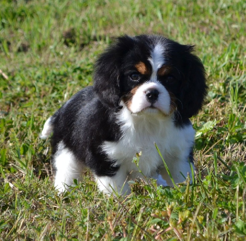 L'air du temps Des Merveilles De Caluna