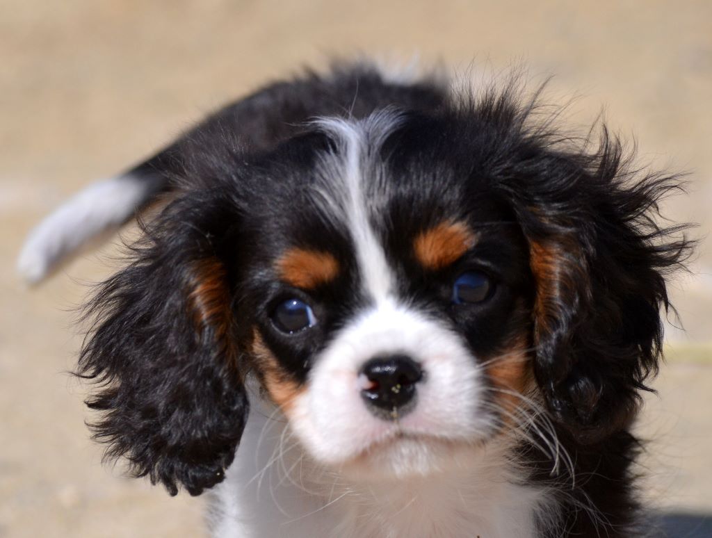 Chiot - Elevage Des Merveilles De Caluna - eleveur de chiens Cavalier