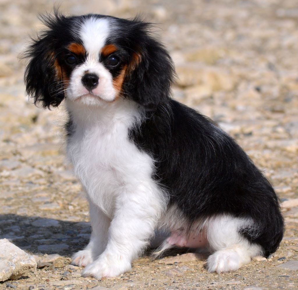 Chiot Elevage Des Merveilles De Caluna eleveur de chiens Cavalier King Charles