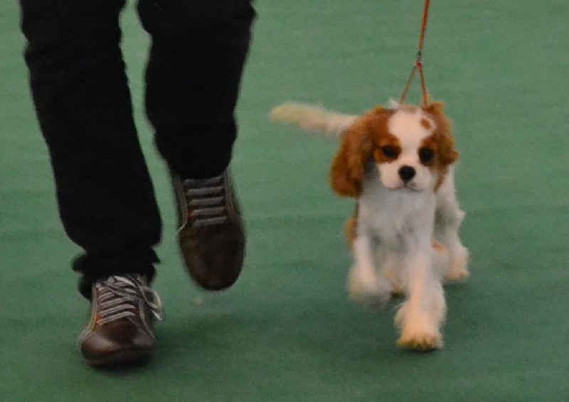 Ideal girl to show Des beylias - 1ère TP Classe puppy