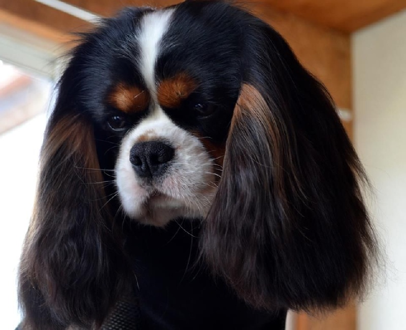 I'm picky de la garenne du roi - 1 Excellent Classe Inter