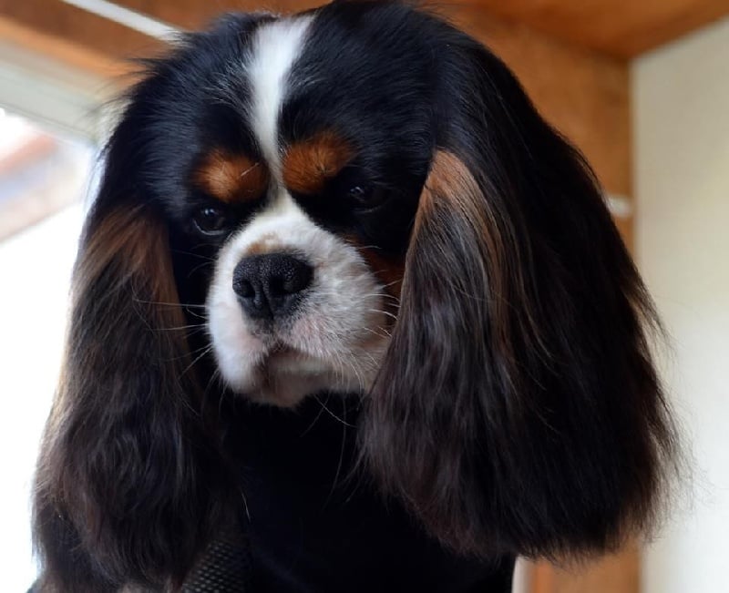 I'm picky de la garenne du roi - 1 Excellent CACS