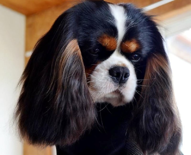 I'm picky de la garenne du roi - 1 Excellent RCACS