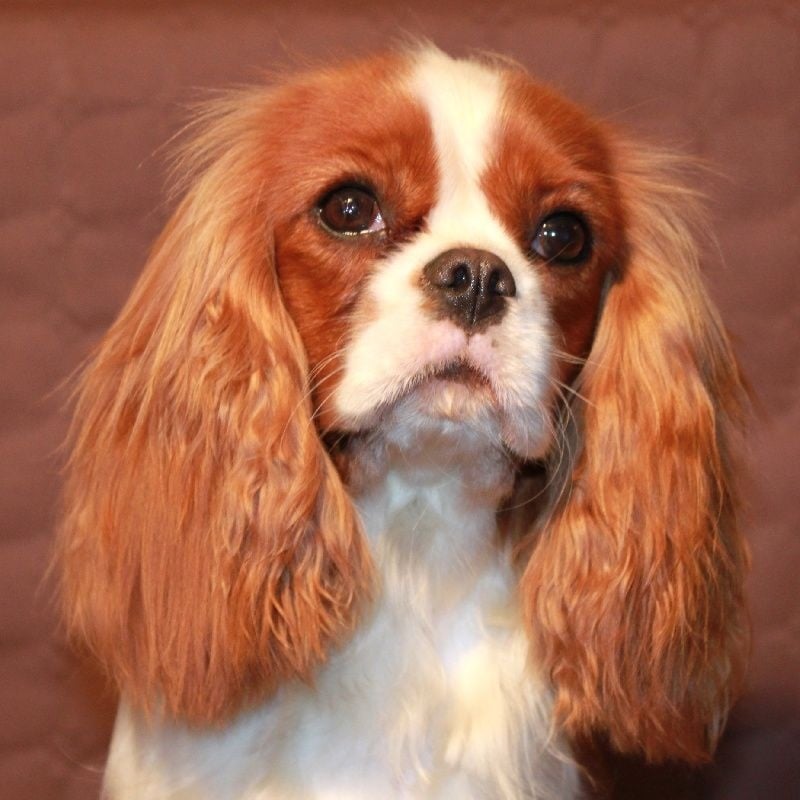 Gentle girl De la geode - 2 Excellent