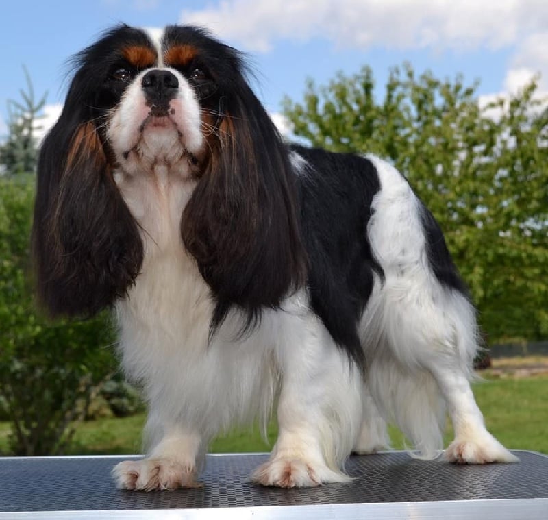 I'm picky de la garenne du roi - 1 Excellent RCACS