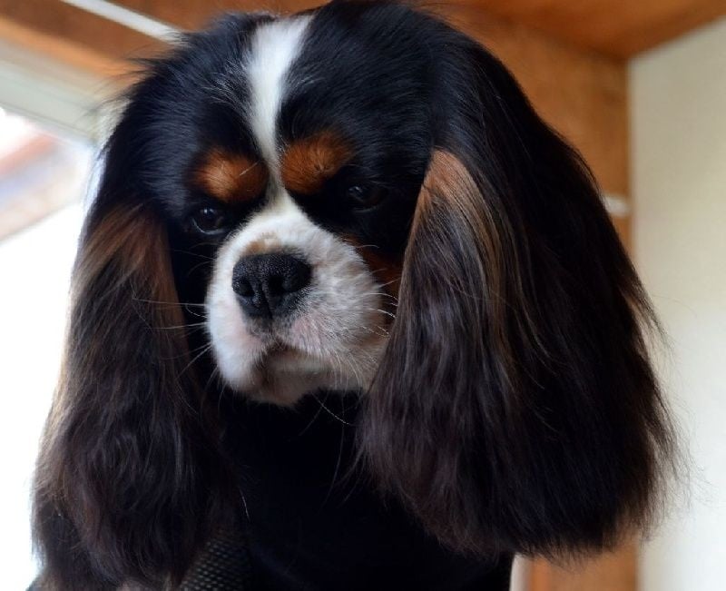 I'm picky de la garenne du roi - 1 Excellent CACS (ouverte )