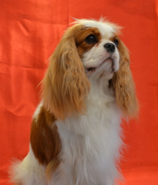 Ideal girl to show Des beylias - 1er Excellent