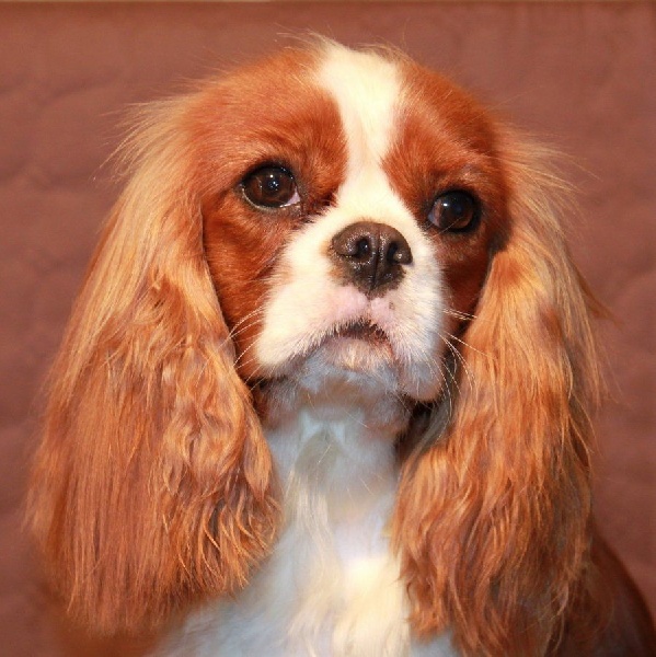 Gentle girl De la geode - 3ème Excellent