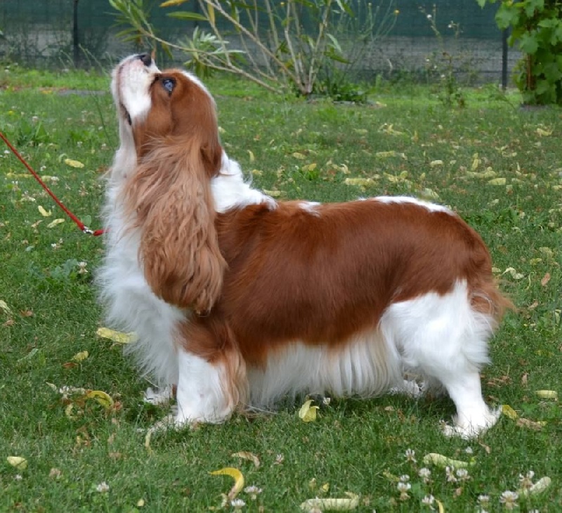 Gentle girl De la geode - 1 Excellent CACS Meilleur de race ( BOB )