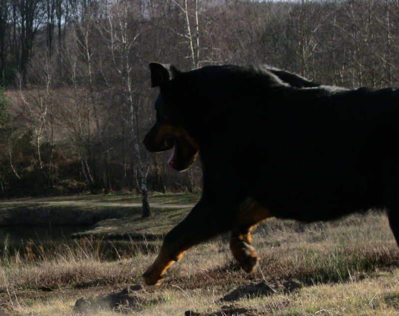 Publication : des Chasseurs D'Ombre