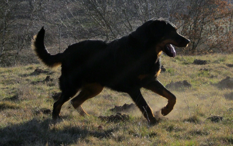 Publication : des Chasseurs D'Ombre