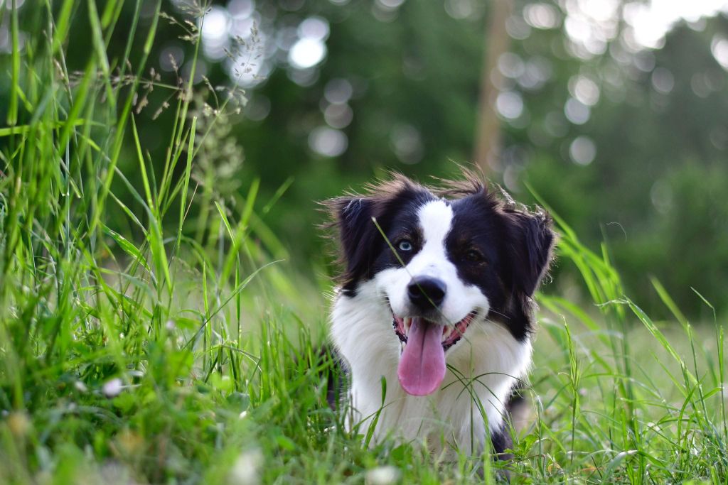 Publication : of the marjohrita