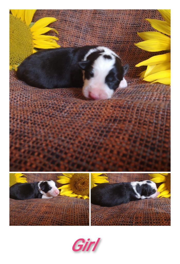 Publication : of the marjohrita