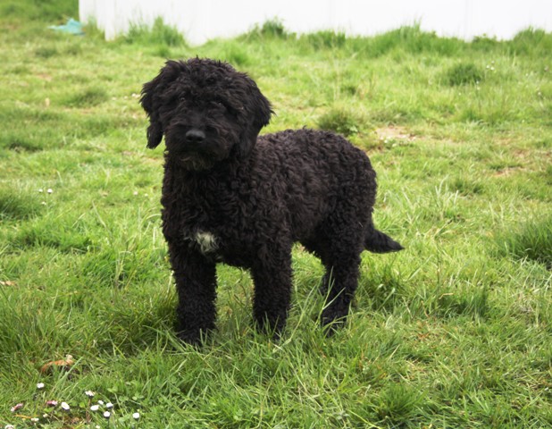 CH. Hye of the marjohrita