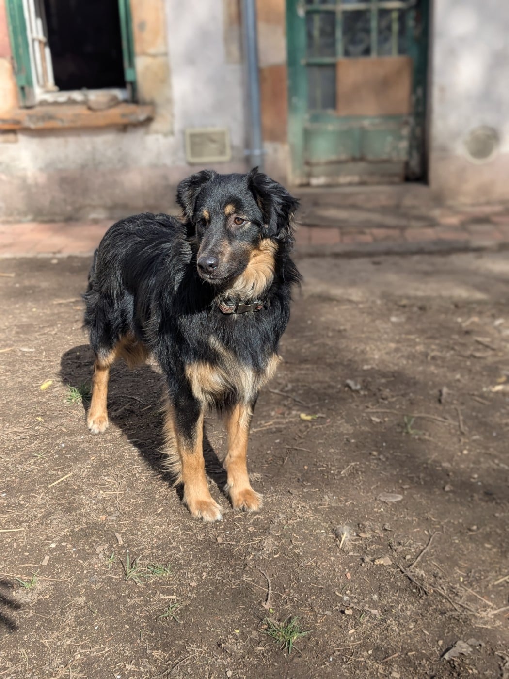 Alnair of the marjohrita