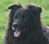 TR. Jia-li of the marjohrita