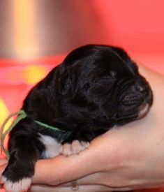 TR. Jia-li of the marjohrita